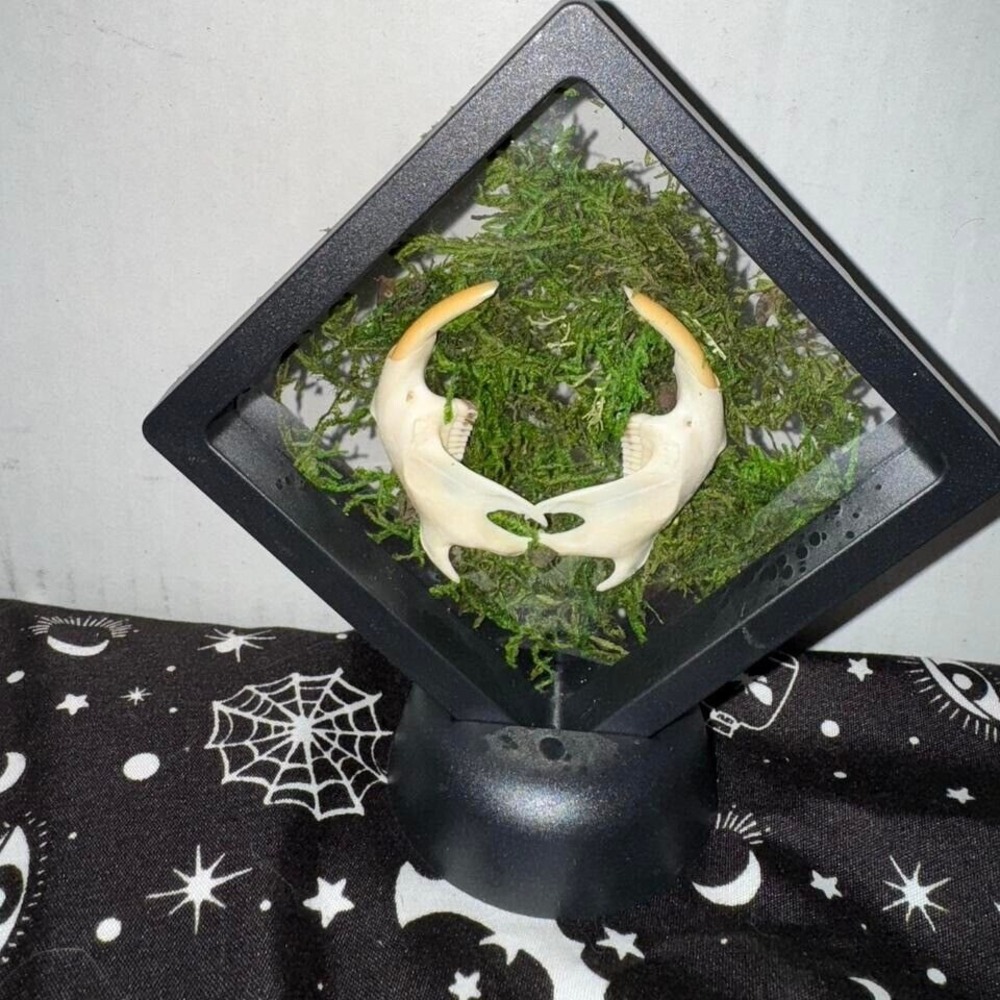 Muskrat jaws floating frame‎ taxidermy oddities art